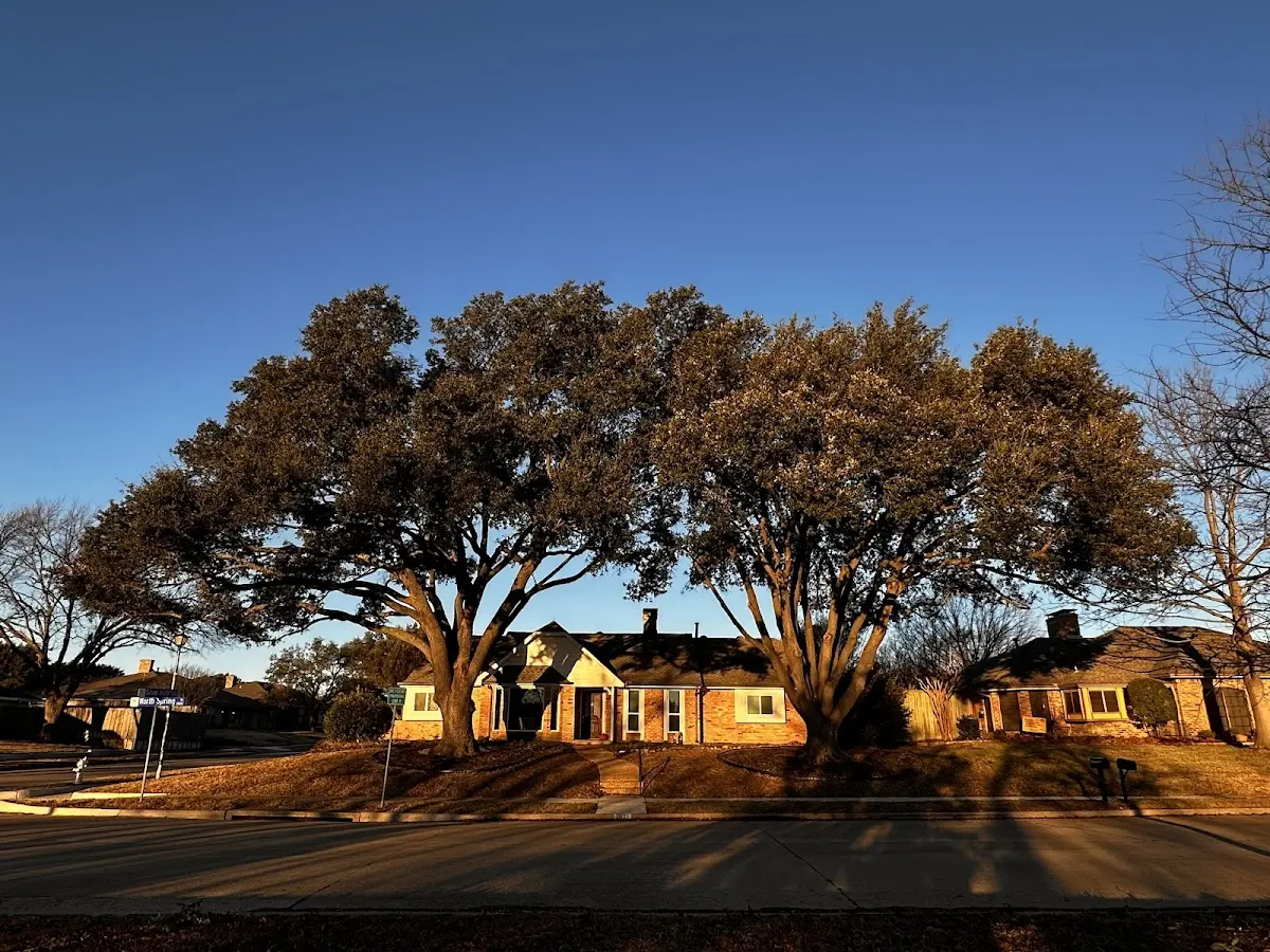 Established residential canopy tree shading a home in Chatham
